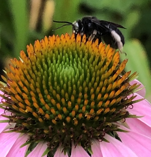 Melissodes bimaculatus image