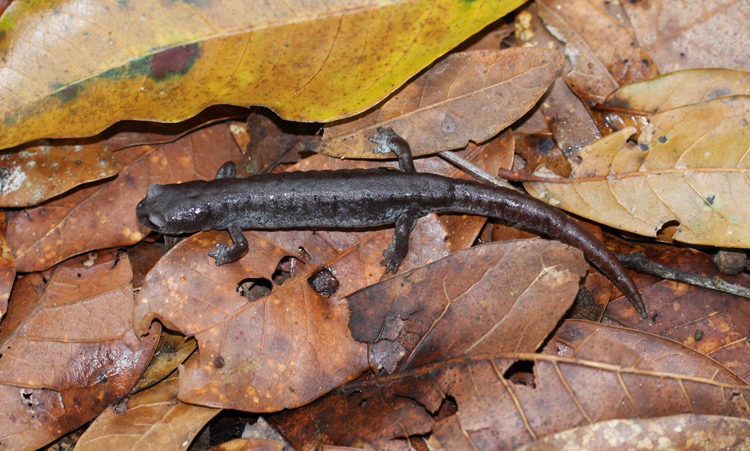 Coffee Grove Salamander