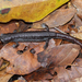 Coffee Grove Salamander - Photo (c) 2011 Sean Michael Rovito, some rights reserved (CC BY-NC-SA)
