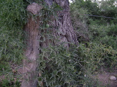 Cucurbitella asperata