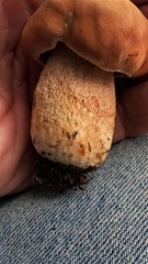 Boletus subcaerulescens