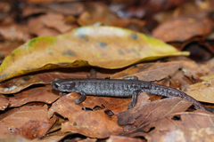 Coffee Grove Salamander photo 2
