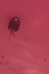 Polypedates leucomystax