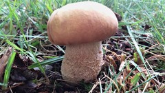 Boletus subcaerulescens