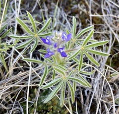 Lupinus pusillus