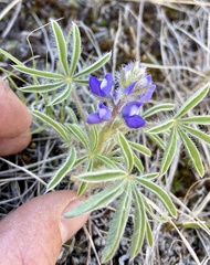 Lupinus pusillus