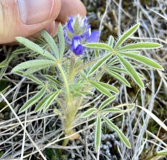 Lupinus pusillus