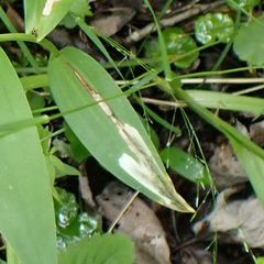 Synchysa tricincta