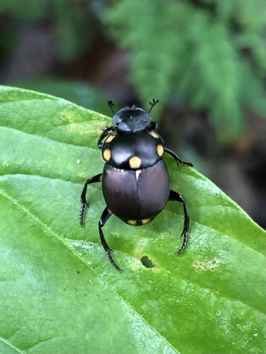 Canthon septemmaculatus