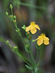 Hypericum cistifolium