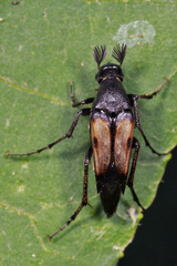 Macrosiagon pectinata