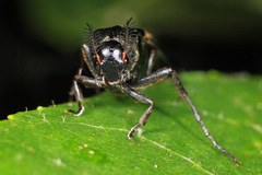 Macrosiagon pectinata