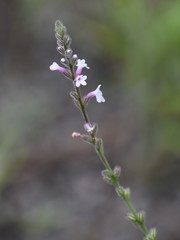 Verbena carnea
