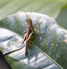 Abracris flavolineata