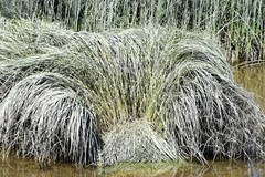 Carex lyngbyei