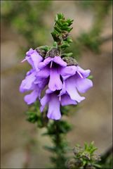 Prostanthera decussata