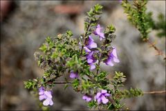 Prostanthera decussata