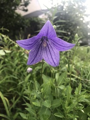 Platycodon