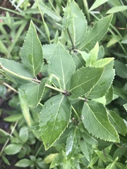 Platycodon