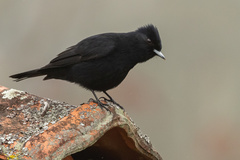 Knipolegus nigerrimus