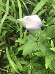 Platycodon
