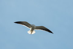 Larus fuscus fuscus