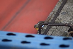 Sceloporus grammicus