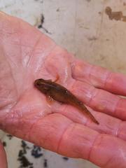 Gobiomorphus cotidianus