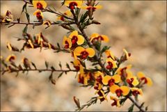 Dillwynia ramosissima