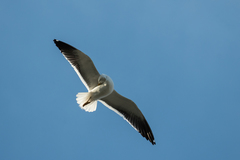 Larus fuscus fuscus
