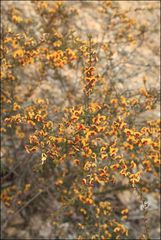 Dillwynia ramosissima