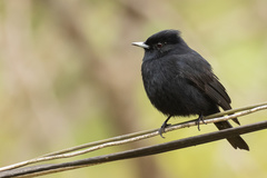 Knipolegus nigerrimus