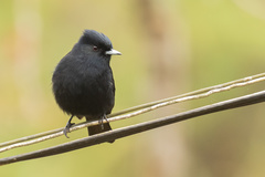 Knipolegus nigerrimus