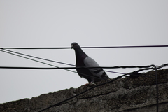 Columba livia