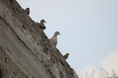 Streptopelia decaocto