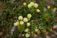 Acacia aspera