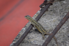 Sceloporus grammicus