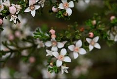Cyanothamnus anemonifolius