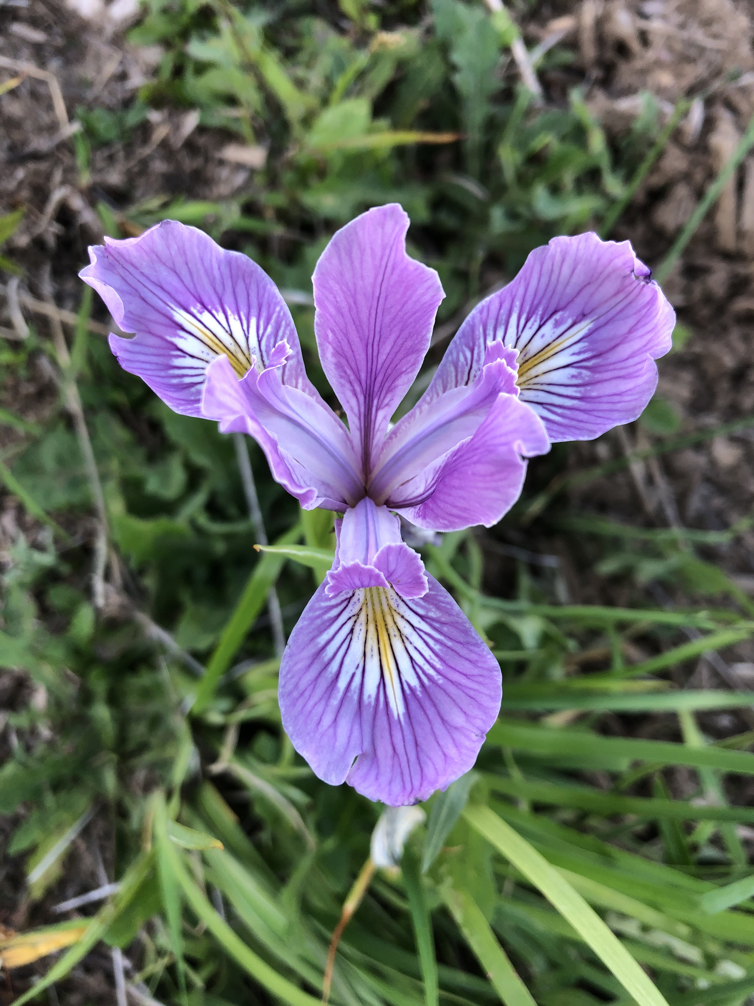 Iris tenax ssp. tenax