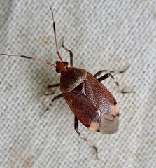 Deraeocoris olivaceus
