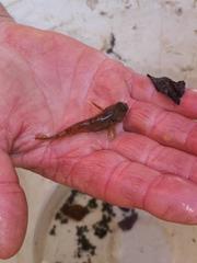 Gobiomorphus cotidianus