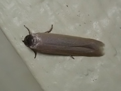 Holcocera immaculella