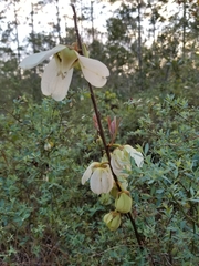 Asimina reticulata