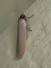 Holcocera immaculella