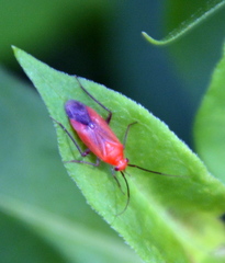 Coccobaphes frontifer