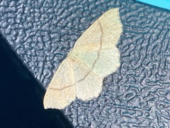 Cyclophora punctaria