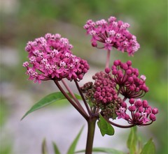 Asclepias incarnata