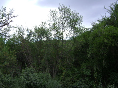 Kageneckia lanceolata