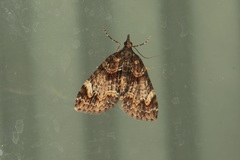 Microdes diplodonta