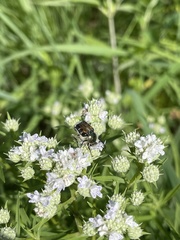 Trichiotinus viridans